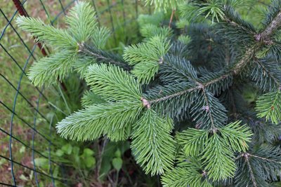 Abies lasiocarpa - jedle plstnatoplodá - jehlice
